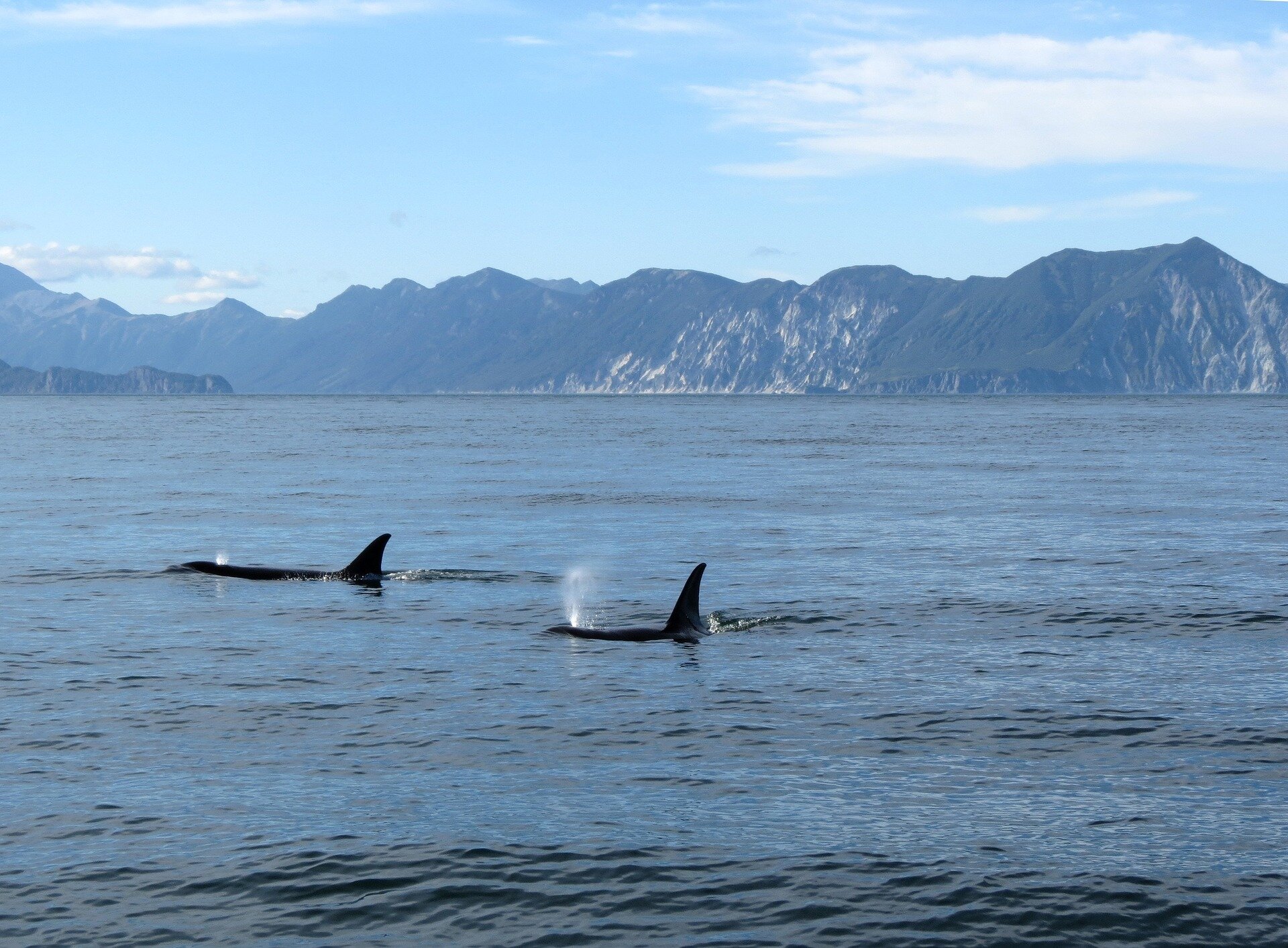 orcas swimming in water 