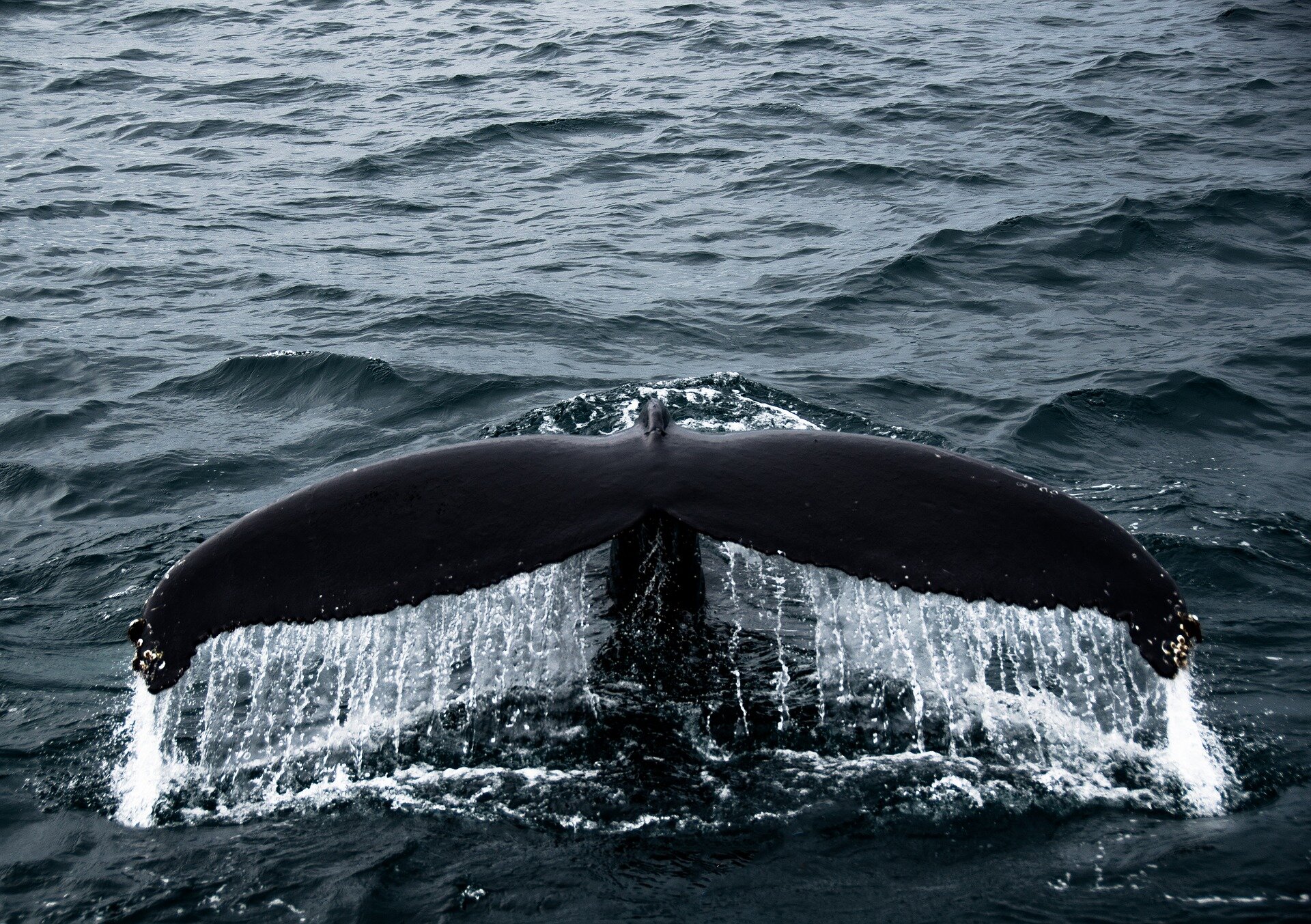 whale tail in water 
